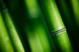 Base solide des plantes - Bambou