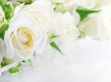 Douceur d'une rose blanche