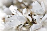 Magnolia blanc nostalgique 