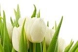 Légèreté de la tulipe