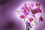 Orchidées enlacées