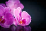 Beauté fermée dans l'orchidée