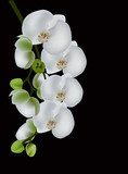 Douceur de l'orchidée blanche